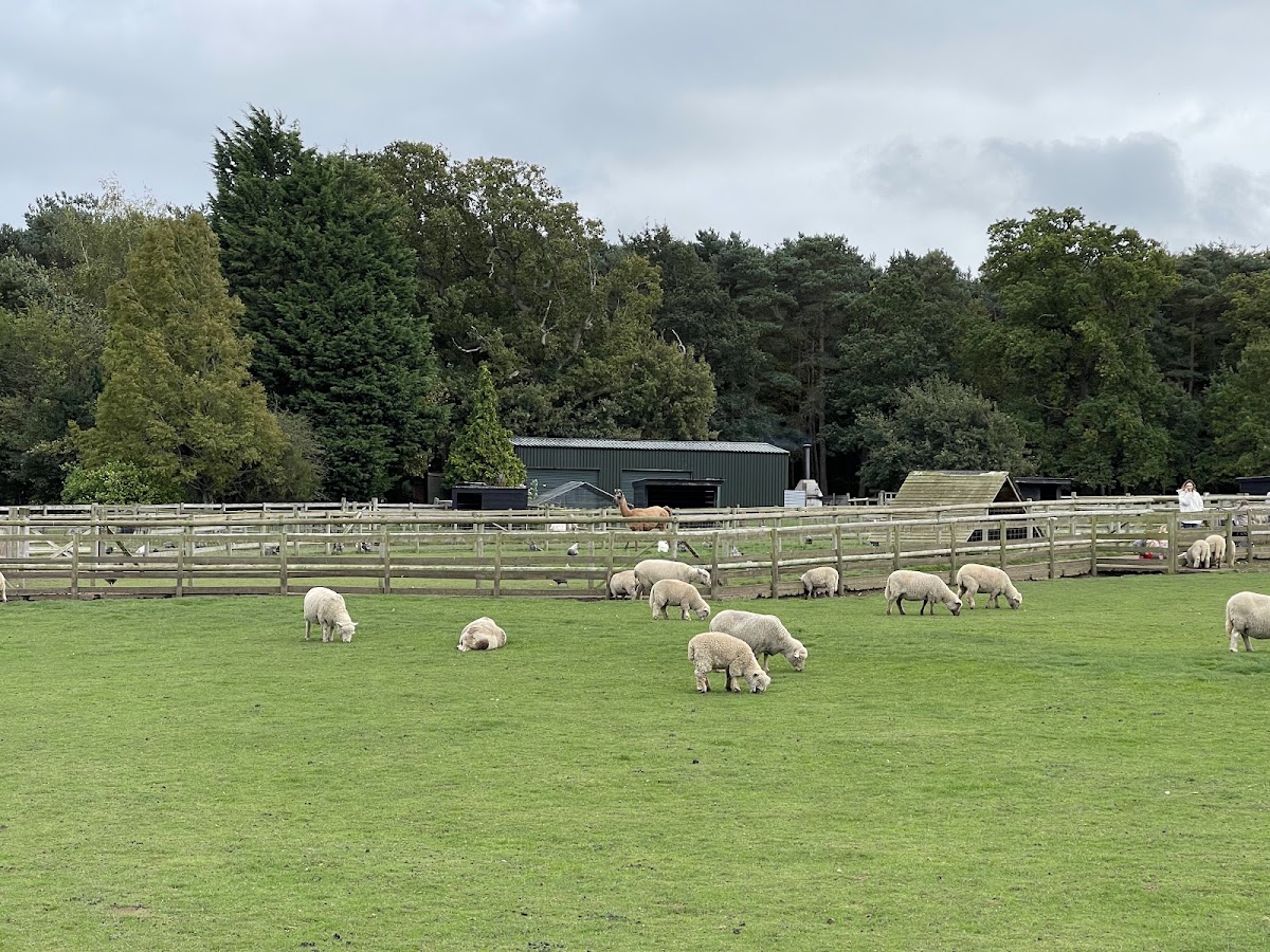 Christmas Tree Farm, Downe — photo 3