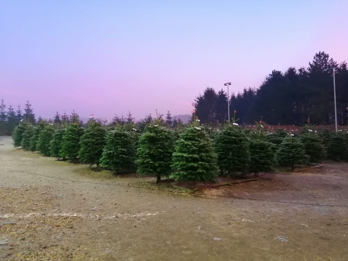 Dane End Christmas Tree Farm — photo 2
