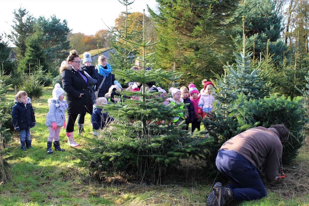 Dawnay Farm Christmas Trees — photo 3