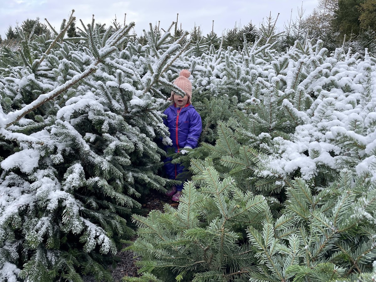 Dawnay Farm Christmas Trees — photo 5