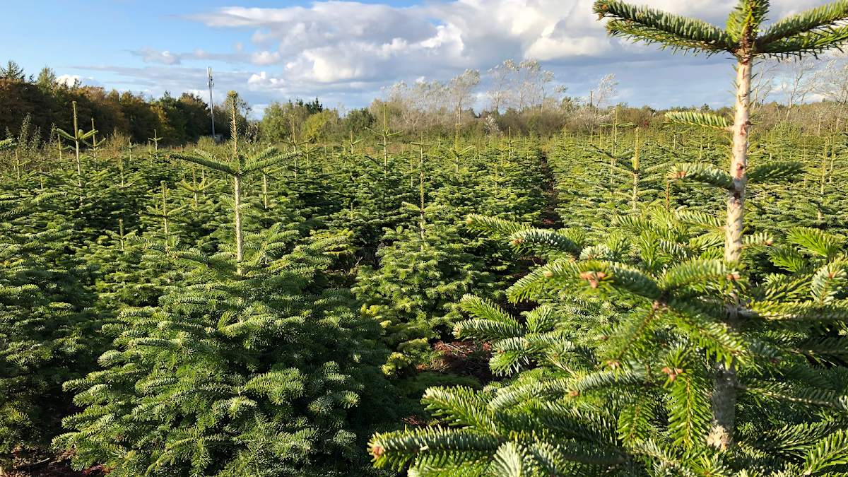 Durham Christmas Trees