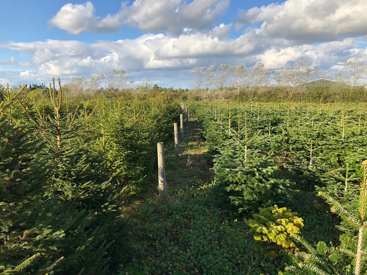 Durham Christmas Trees — photo 3