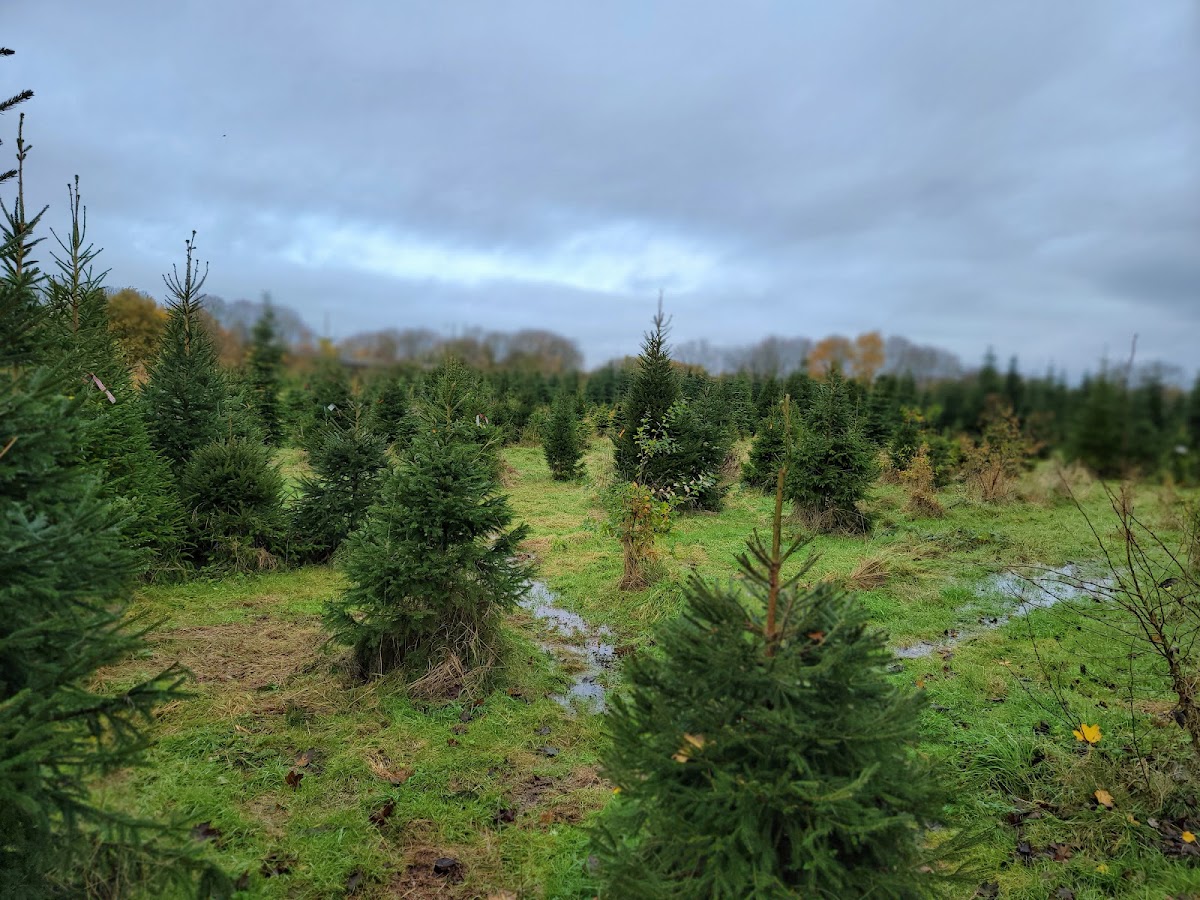 Frenchay Christmas Tree Farm