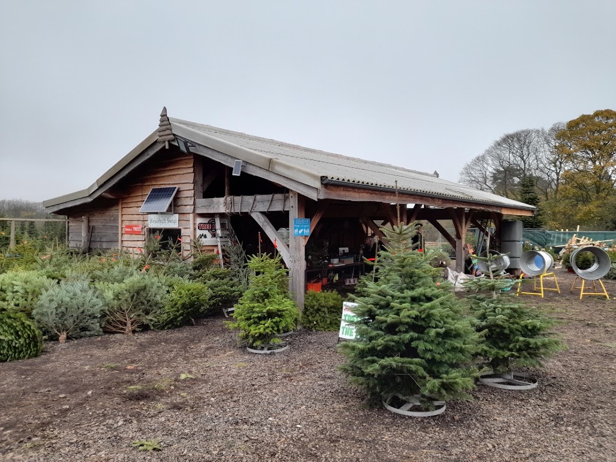 Frenchay Christmas Tree Farm — photo 2