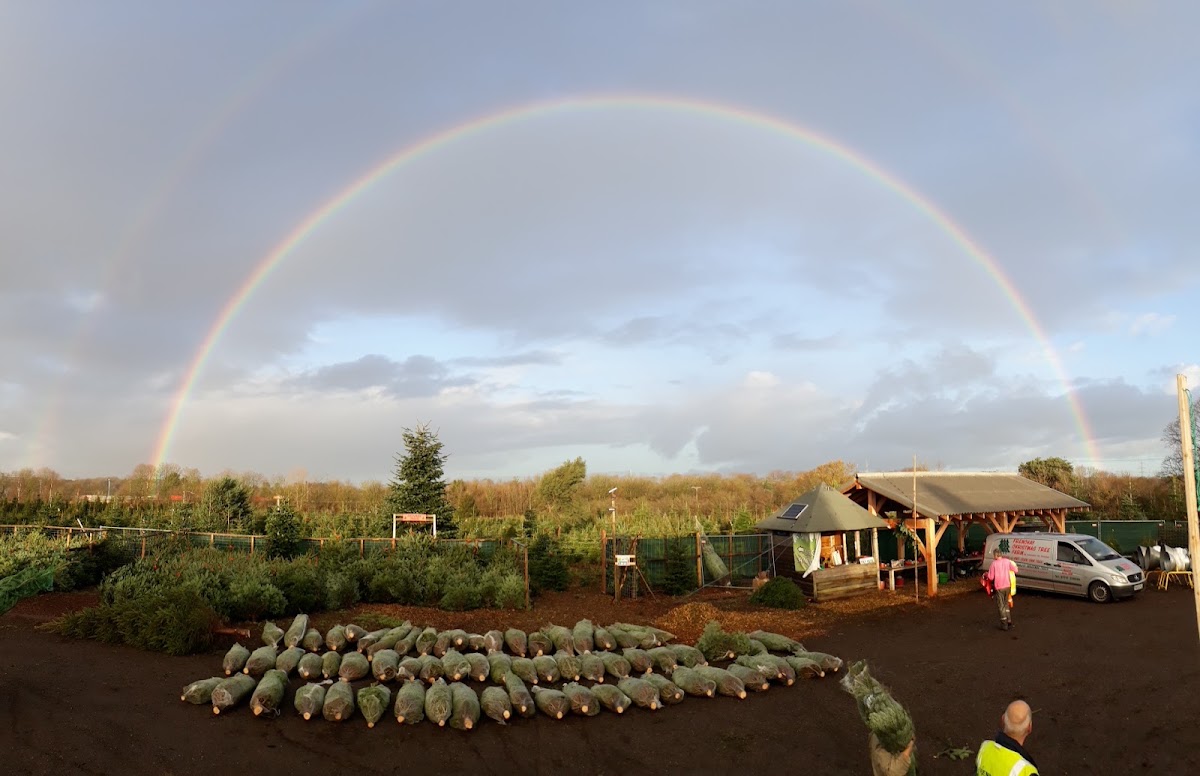 Frenchay Christmas Tree Farm — photo 3