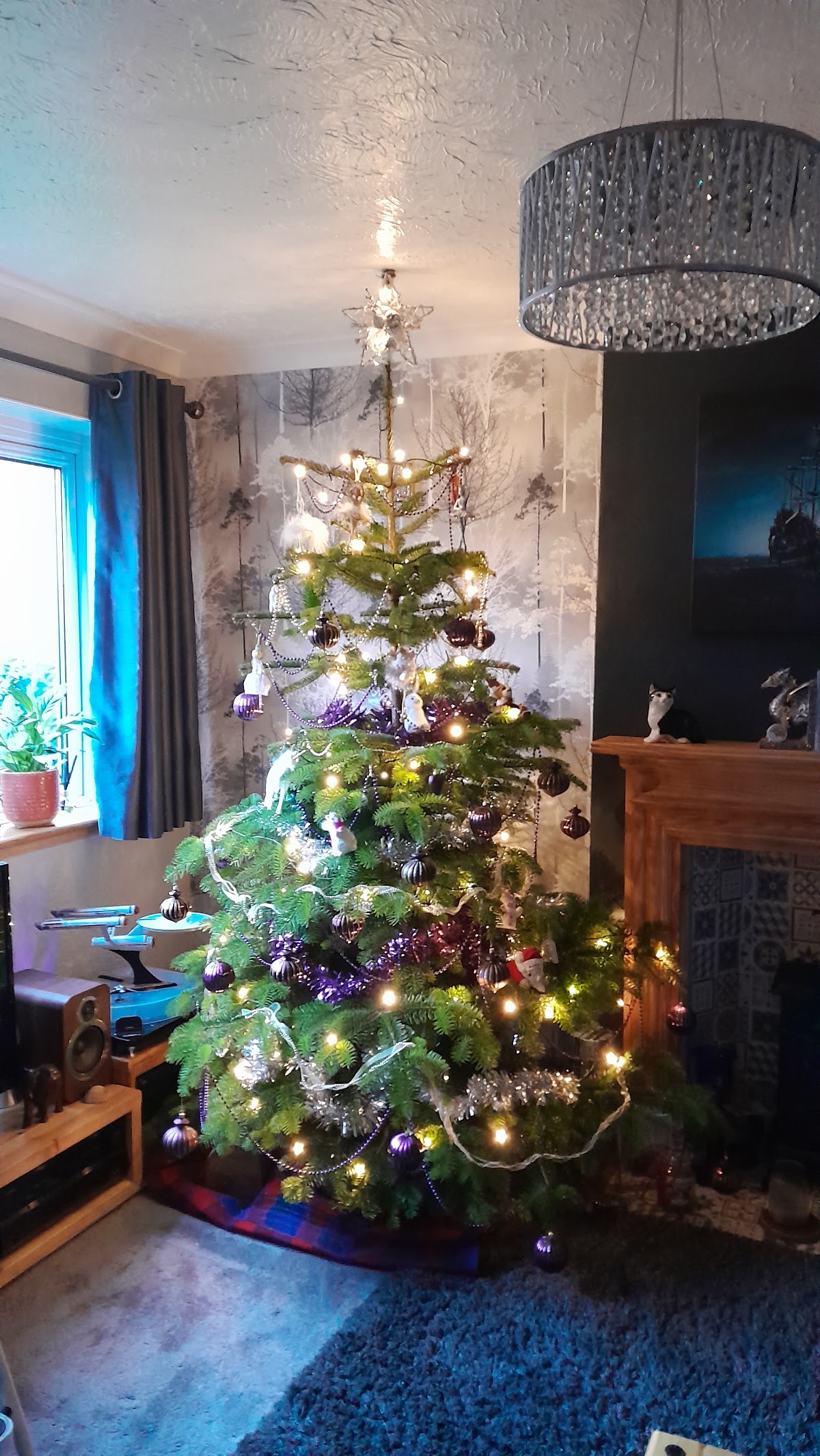 Frenchay Christmas Tree Farm — photo 5