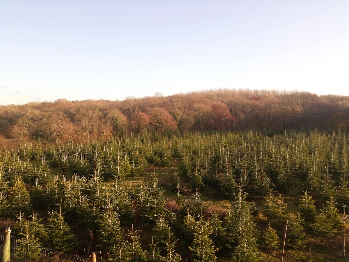 Furze Firs Christmas Trees