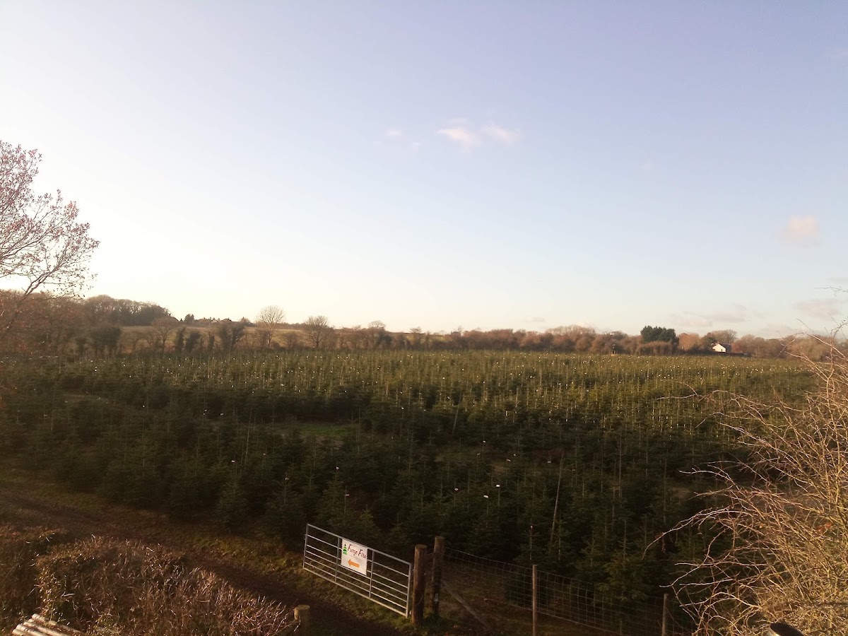 Furze Firs Christmas Trees — photo 3
