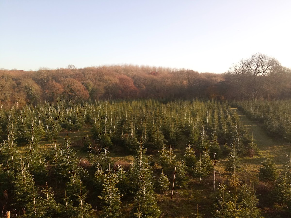 Furze Firs Christmas Trees — photo 4