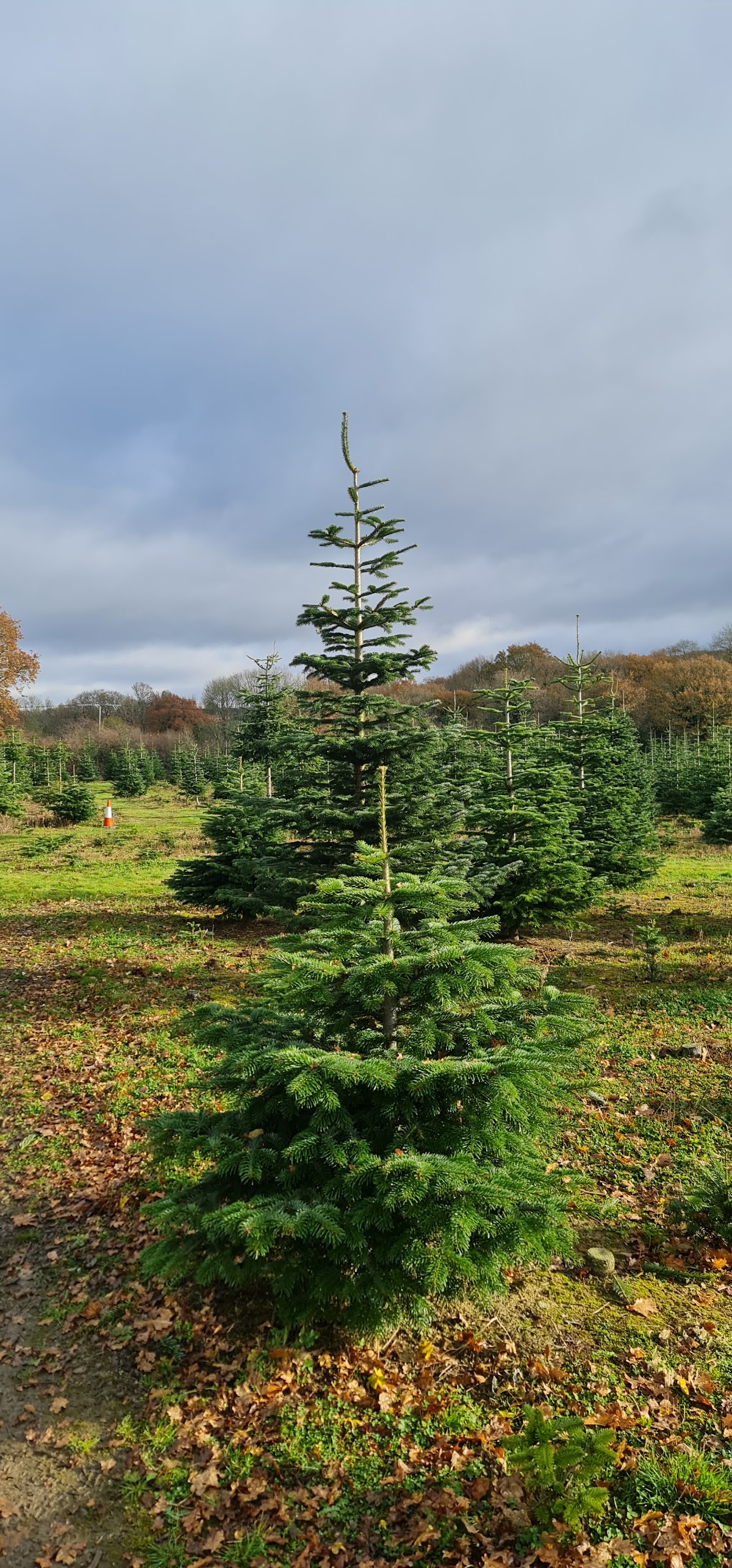Furze Firs Christmas Trees — photo 5