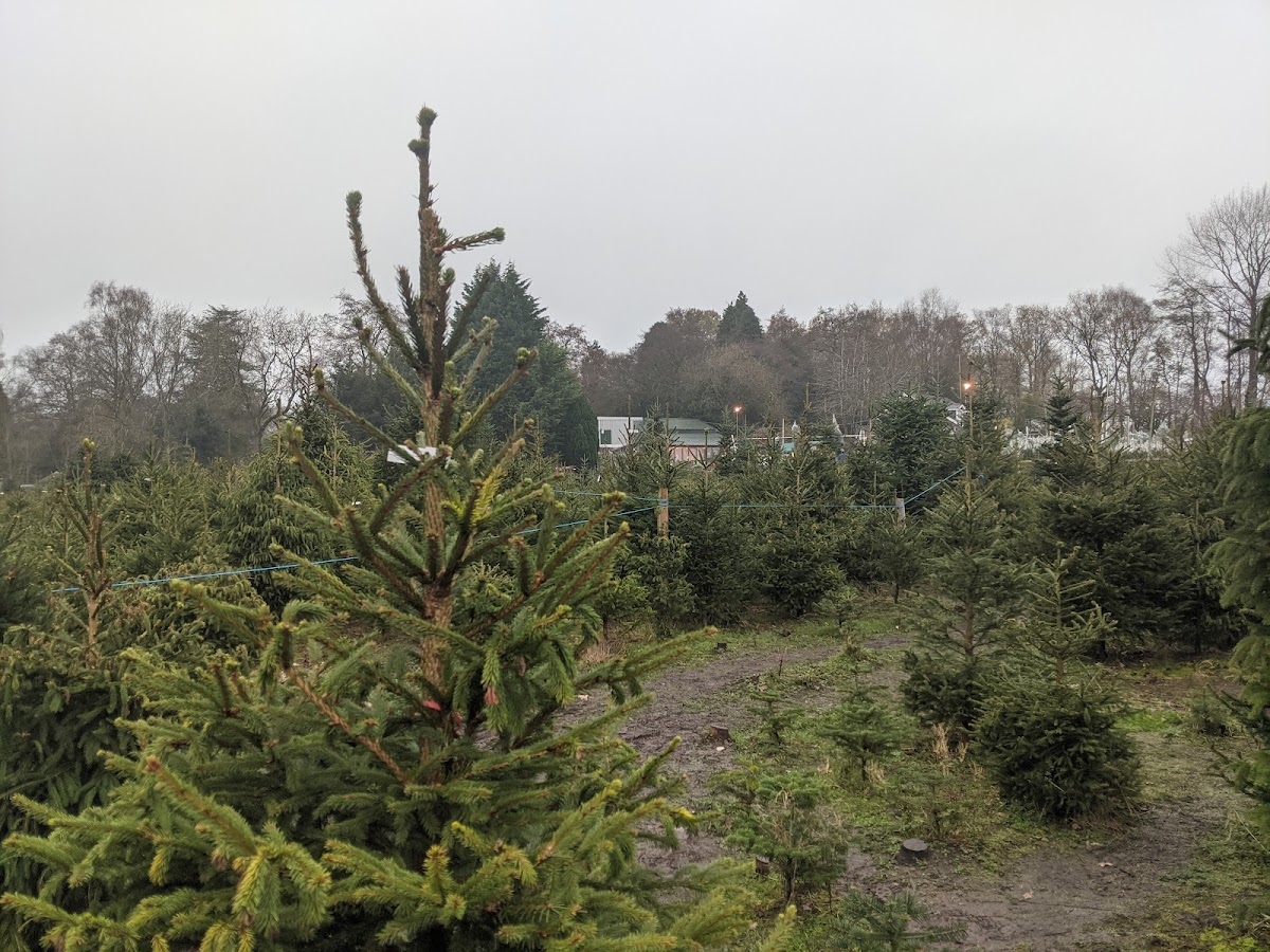 Ivy Cottage Tree Farm — photo 2