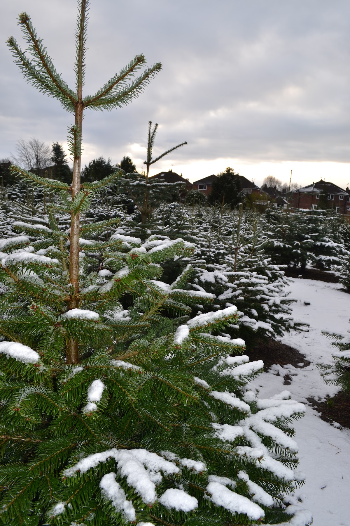 Ivy Cottage Tree Farm — photo 4