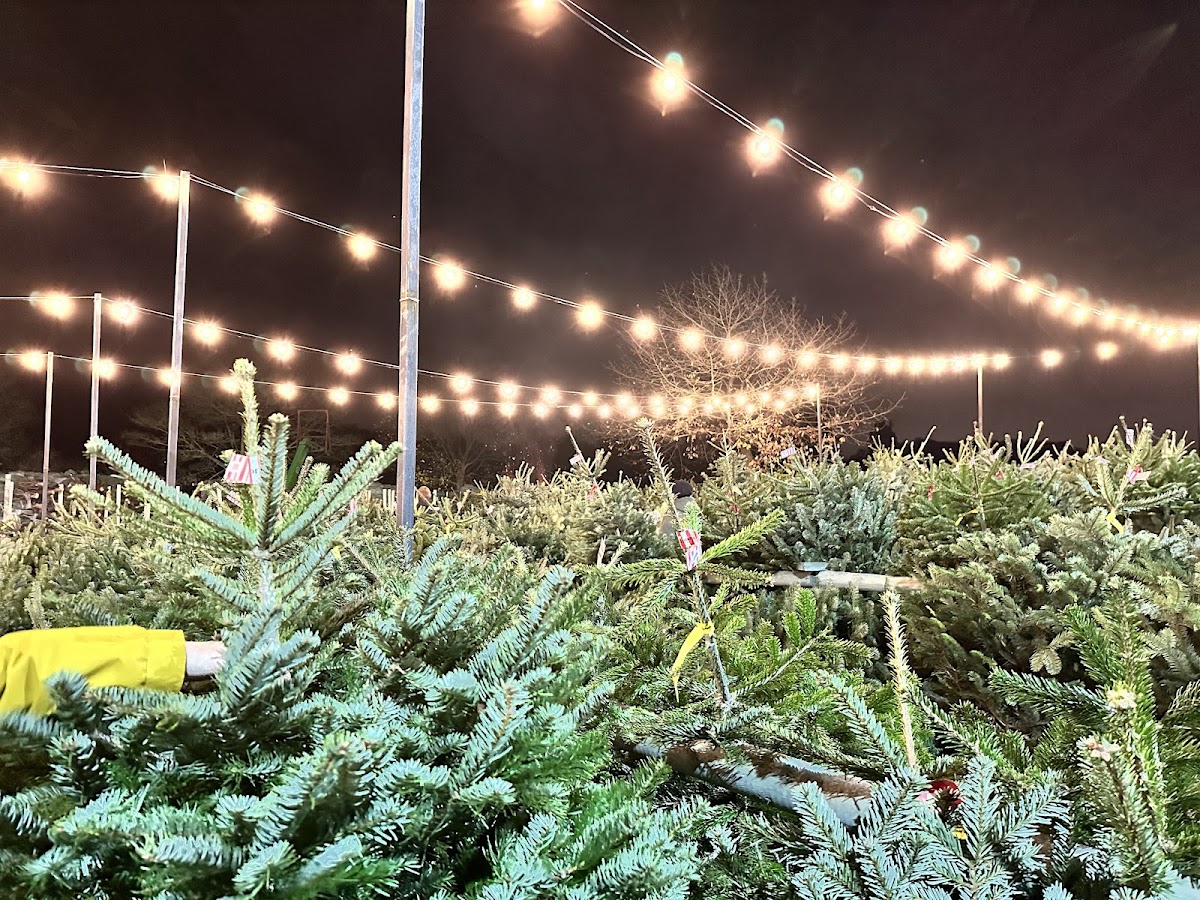 Keele Christmas Tree Farm — photo 2