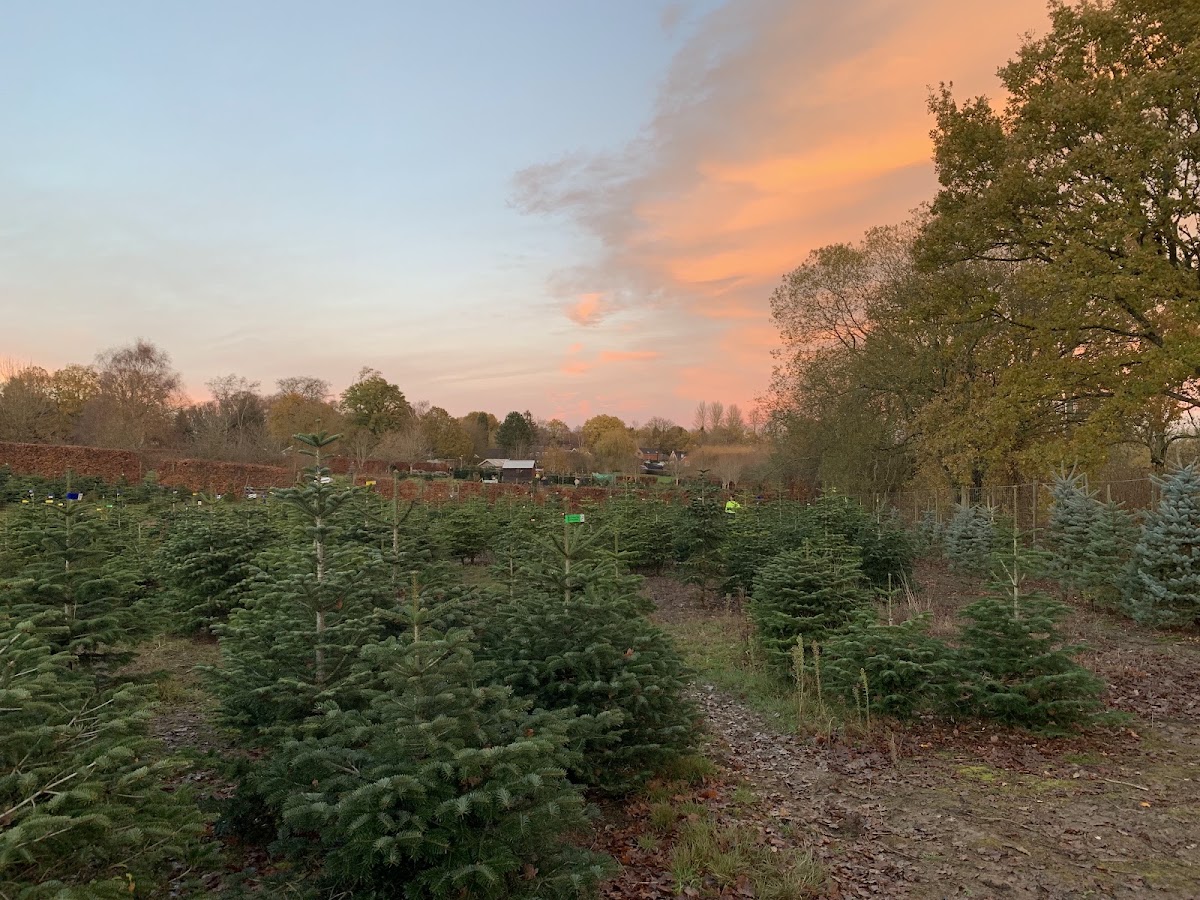 Kingsley Farm Christmas Trees