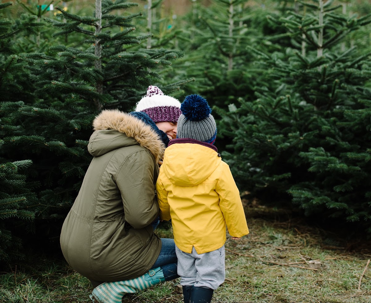 Kingsley Farm Christmas Trees — photo 2