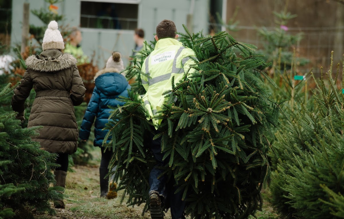 Kingsley Farm Christmas Trees — photo 3