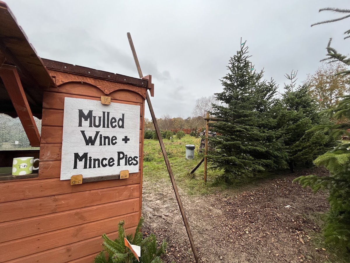 Kingsley Farm Christmas Trees — photo 4
