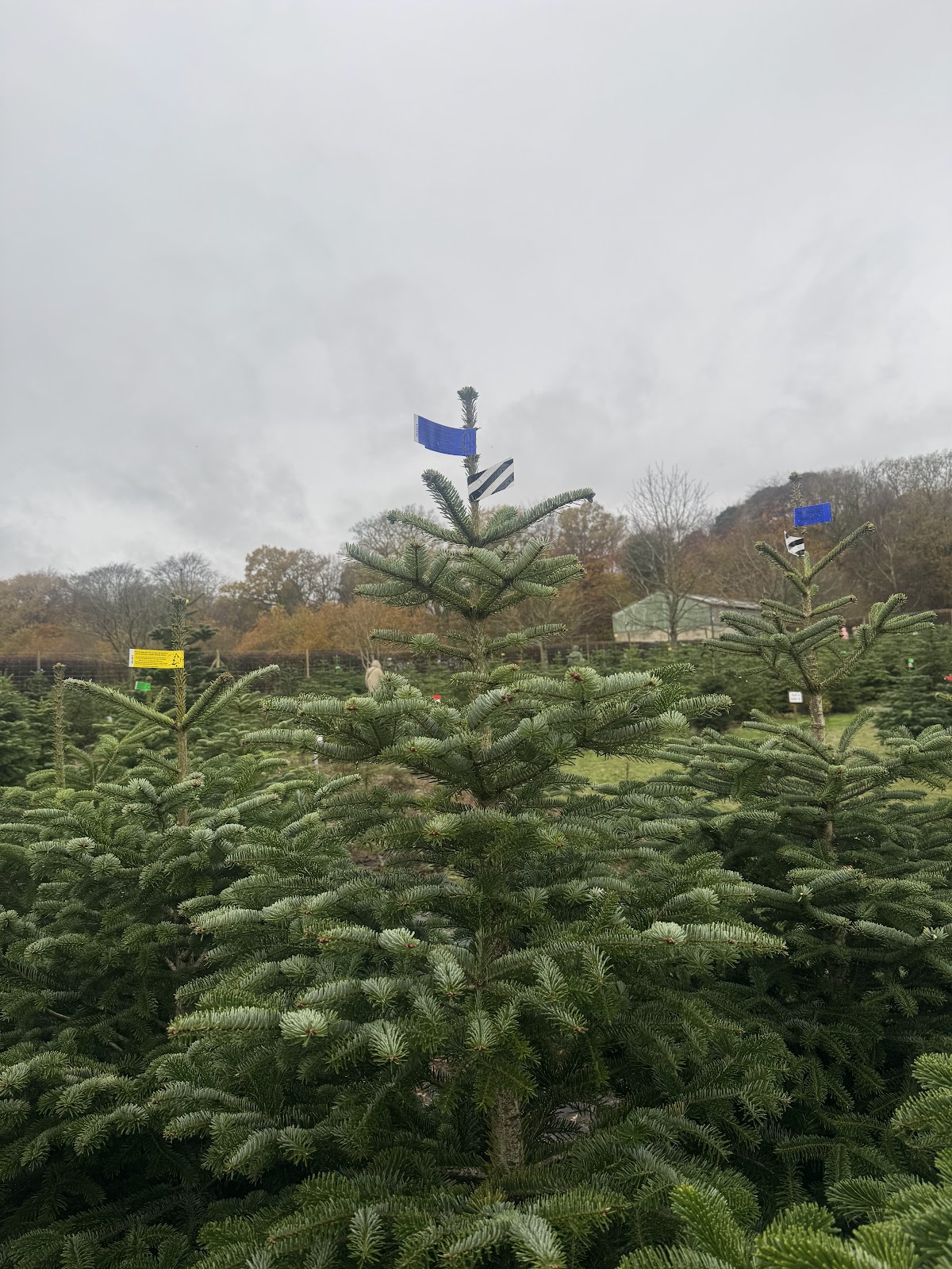 Kingsley Farm Christmas Trees — photo 5