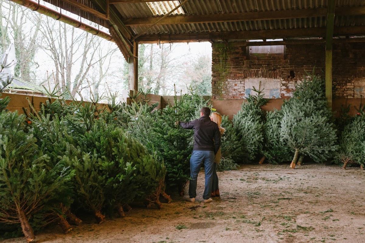 Methley Estate Christmas Tree Farm