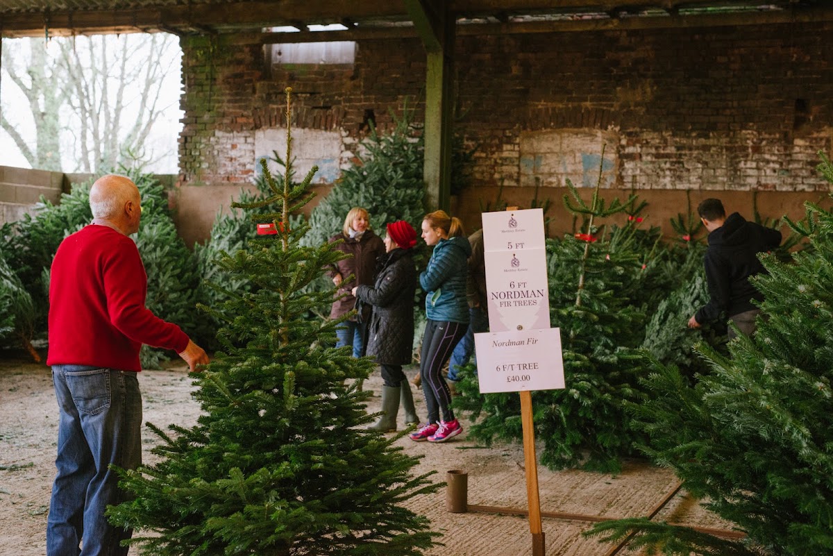 Methley Estate Christmas Tree Farm — photo 2