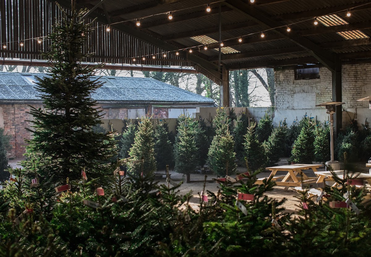 Methley Estate Christmas Tree Farm — photo 4
