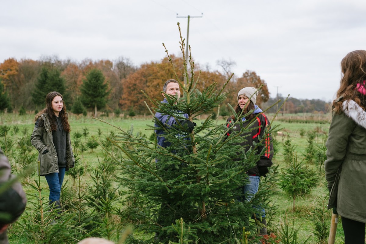 Methley Estate Christmas Tree Farm — photo 5