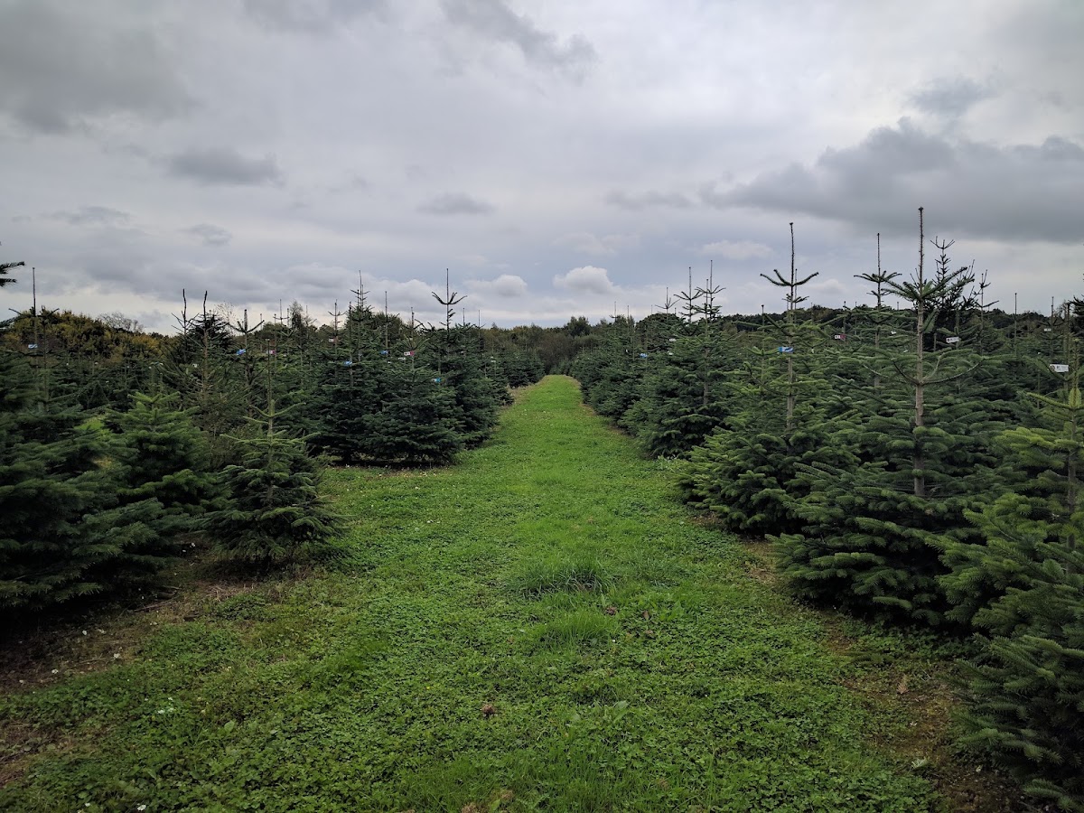 Newbury Christmas Tree Farm