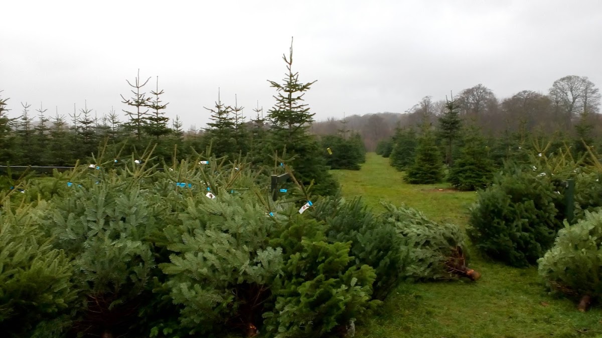 Newbury Christmas Tree Farm — photo 2