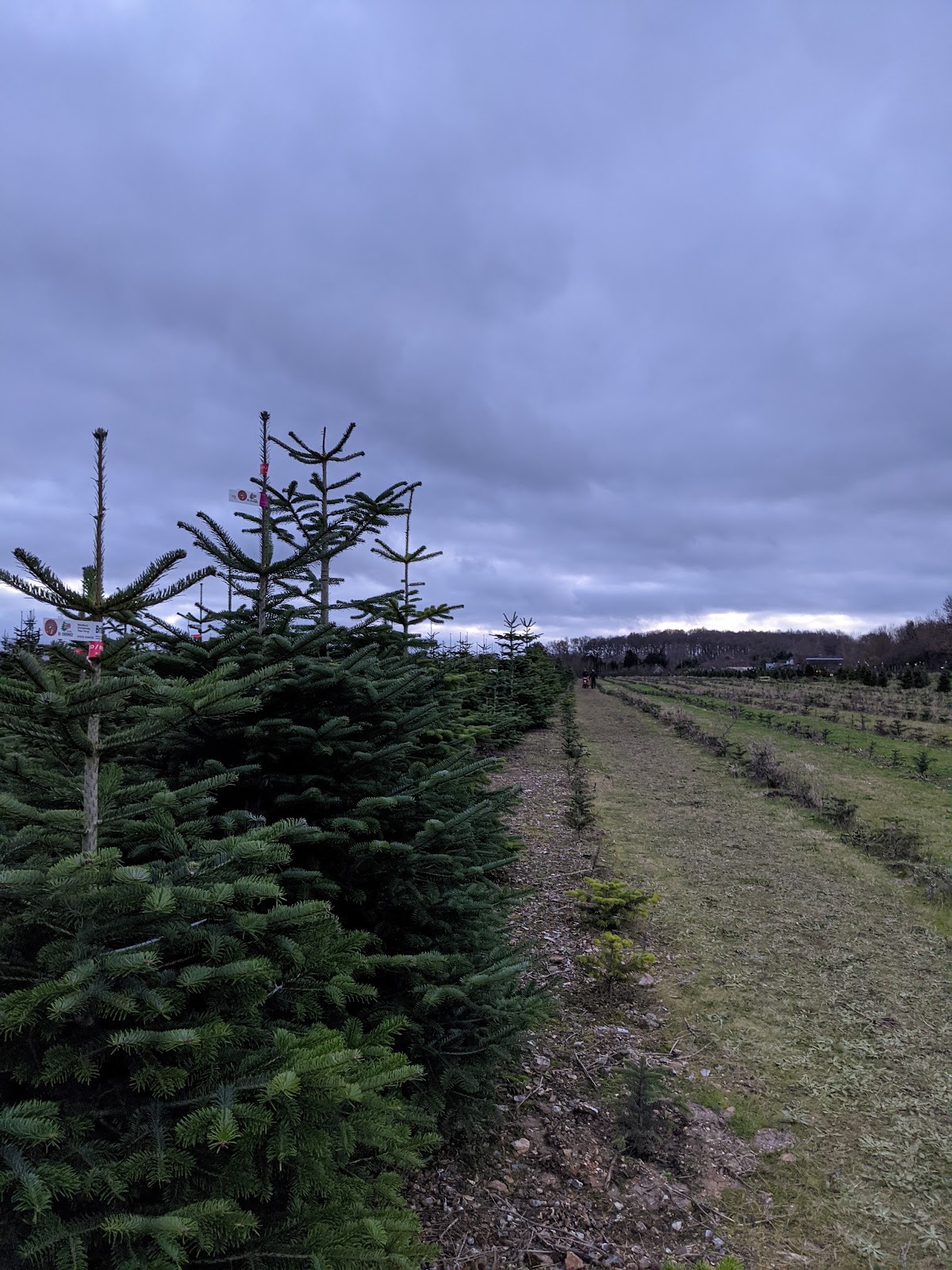 Newbury Christmas Tree Farm — photo 3