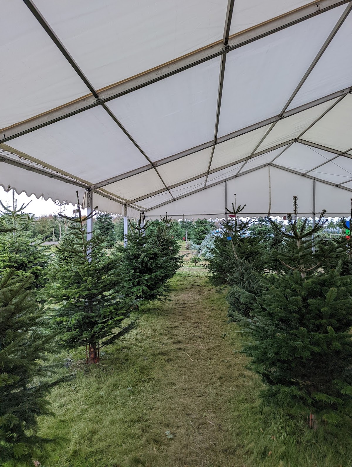 Newbury Christmas Tree Farm — photo 5