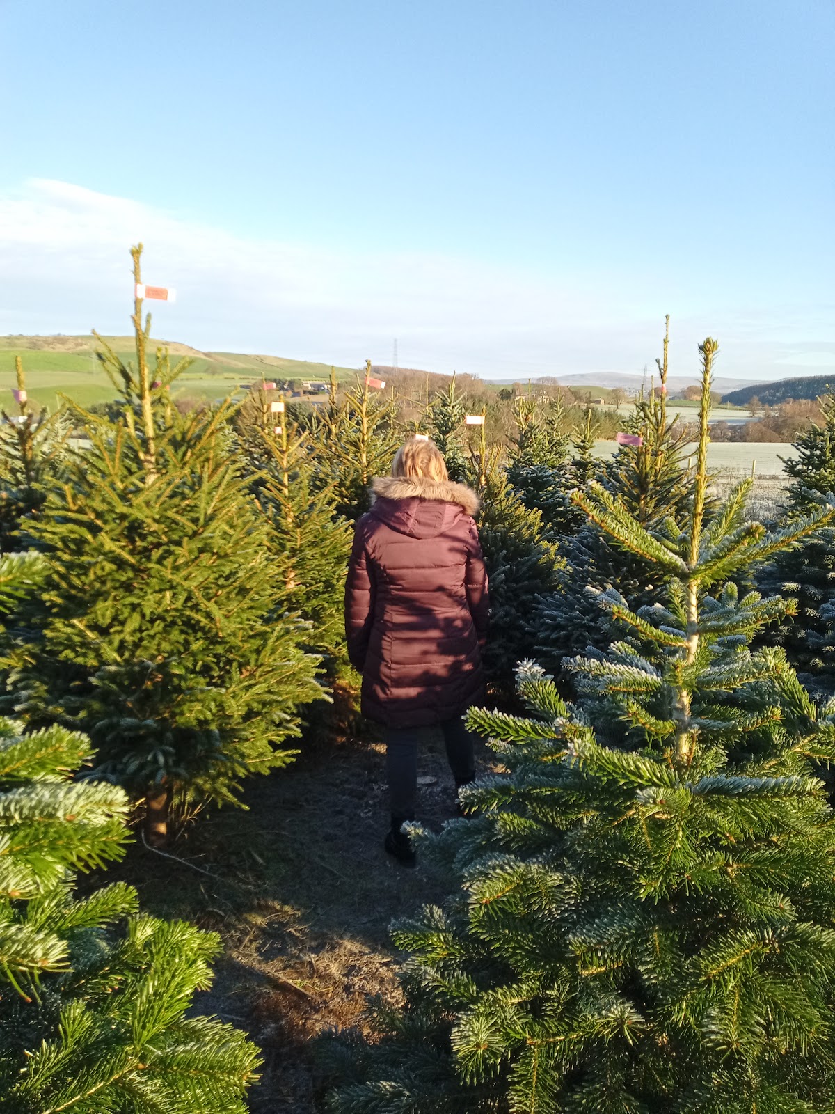 Perfect Christmas Trees
