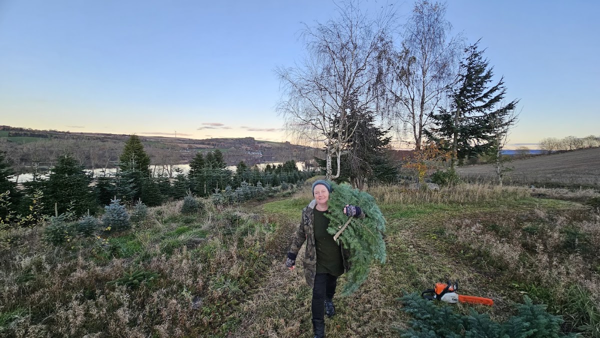 Sholach Christmas Trees