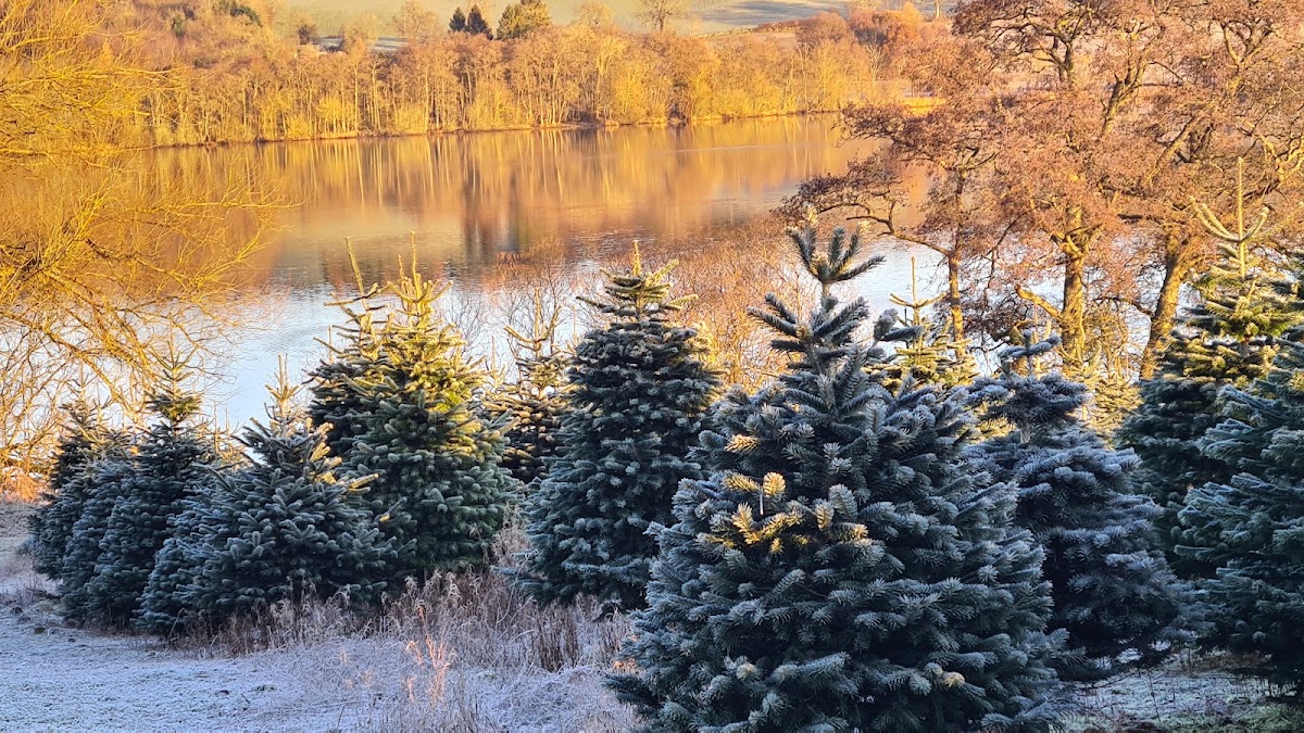 Sholach Christmas Trees — photo 2