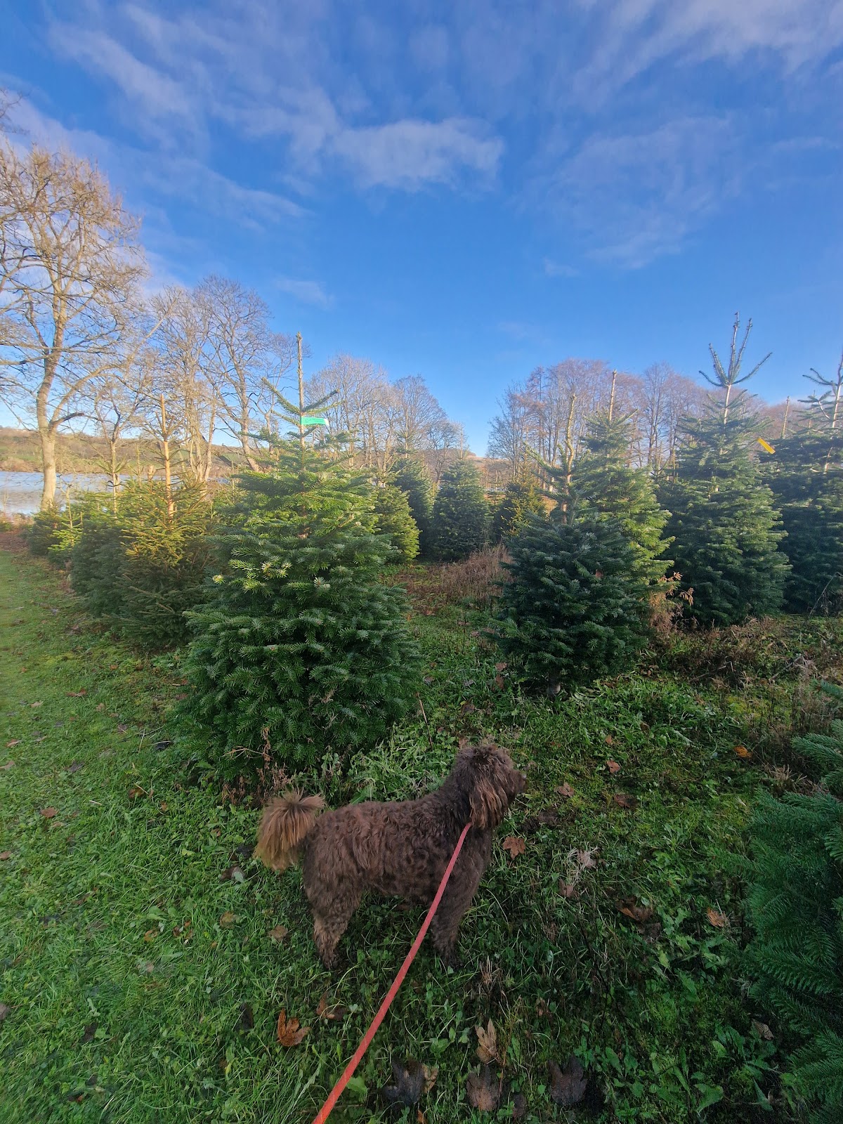 Sholach Christmas Trees — photo 3