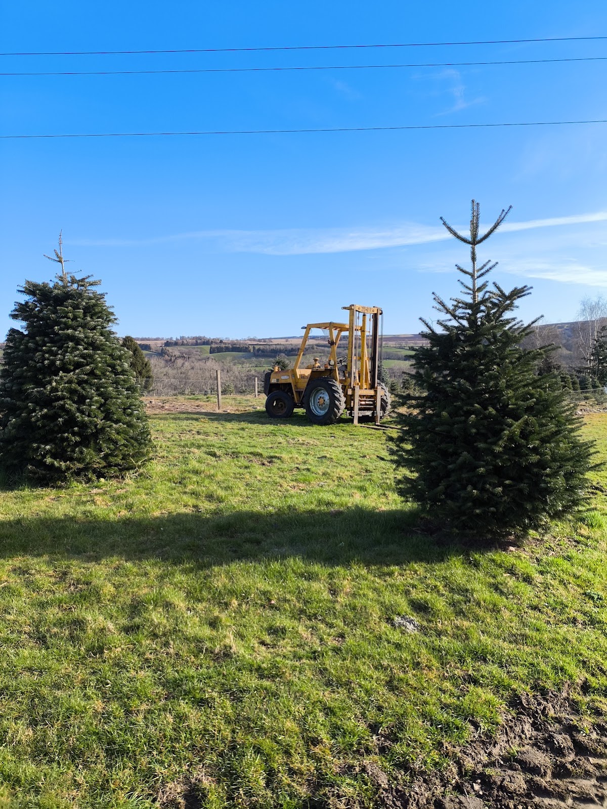 Sholach Christmas Trees — photo 4