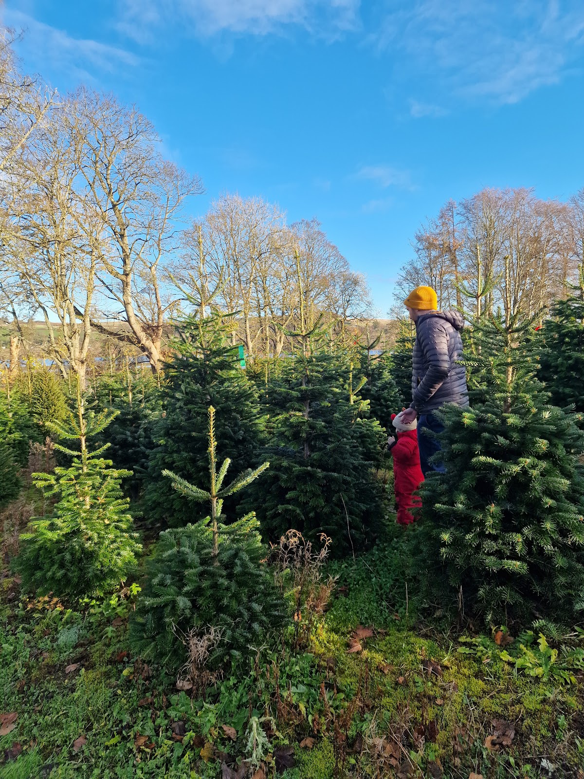 Sholach Christmas Trees — photo 5