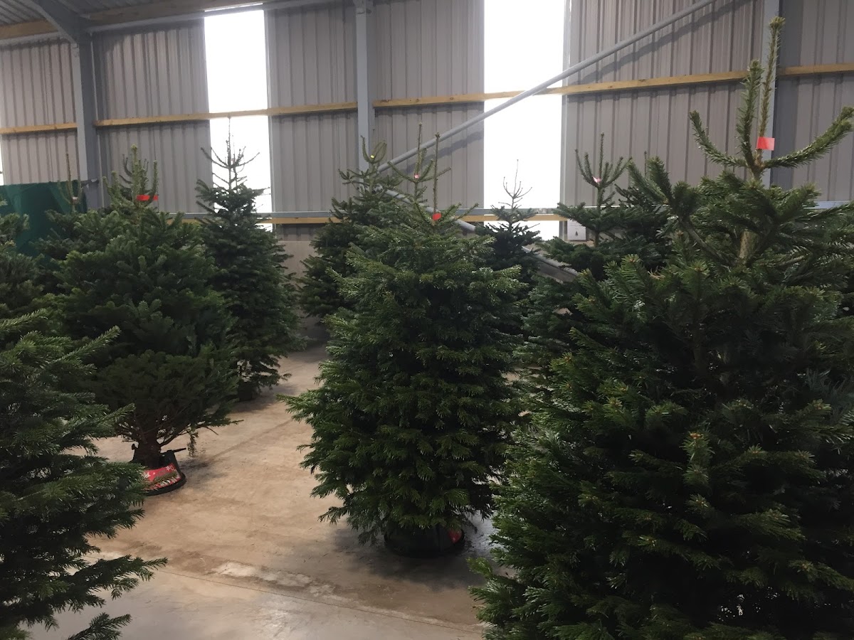 Storry Christmas Trees