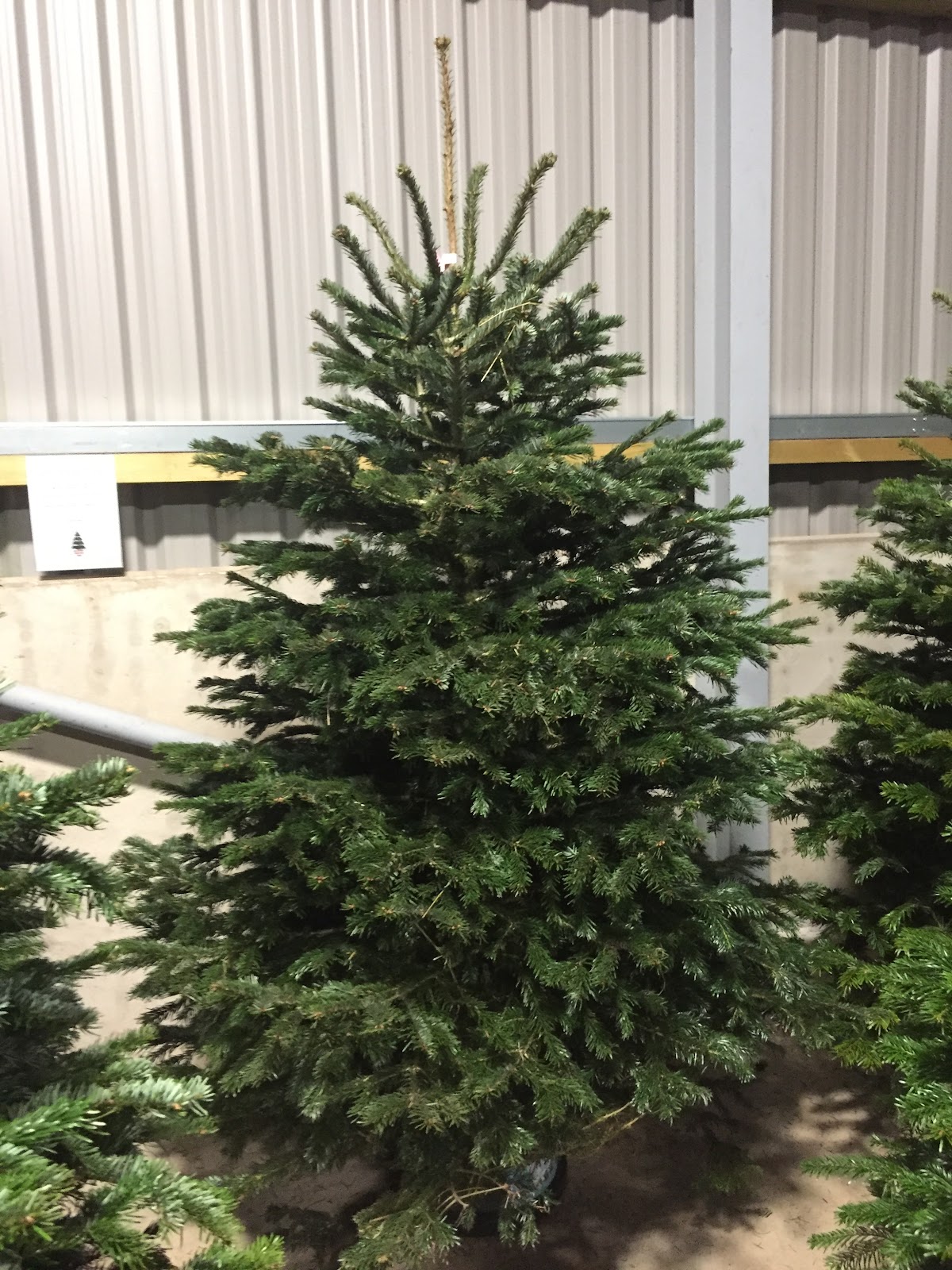 Storry Christmas Trees — photo 2