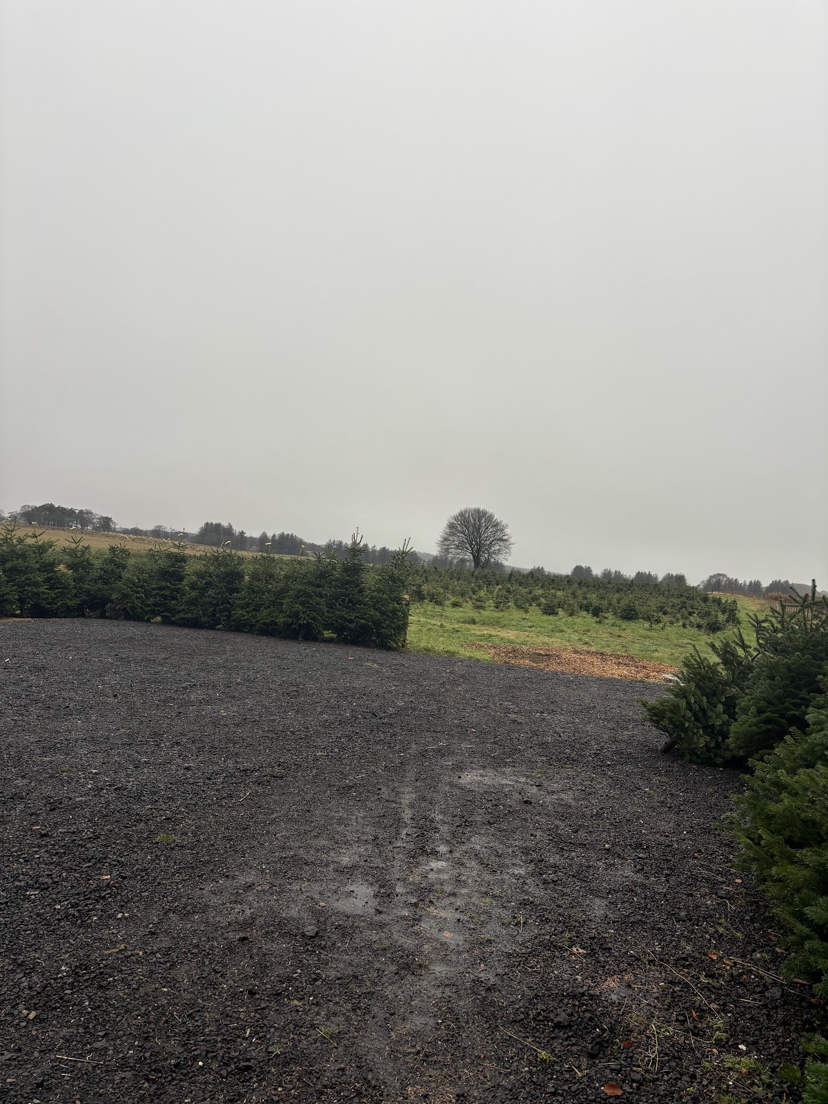 Storry Christmas Trees — photo 4