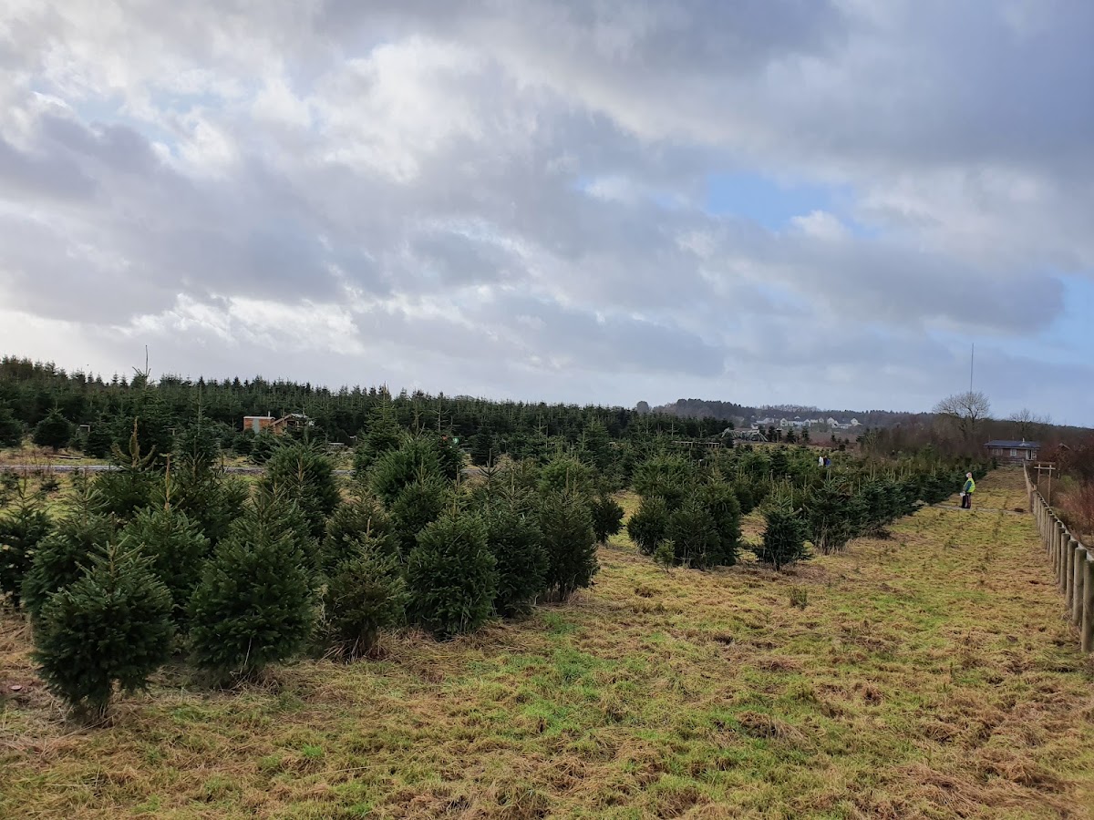 Ty Cerrig Christmas Tree Farm