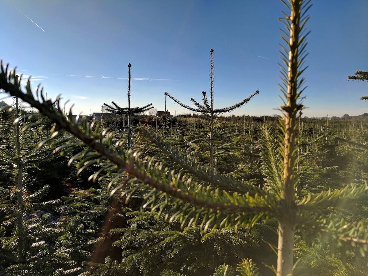 Ty Cerrig Christmas Tree Farm — photo 2
