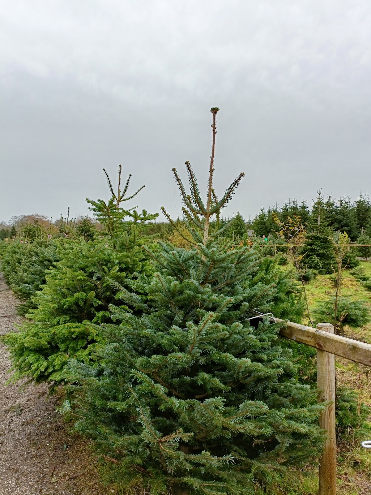 Ty Cerrig Christmas Tree Farm — photo 3