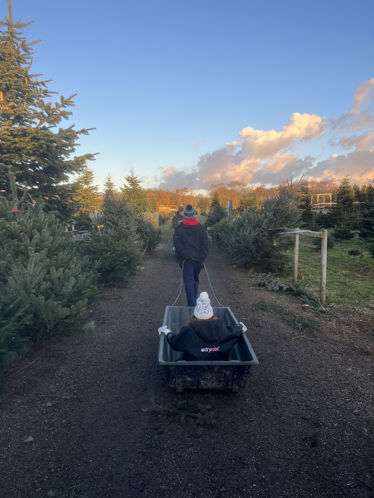 Ty Cerrig Christmas Tree Farm — photo 4