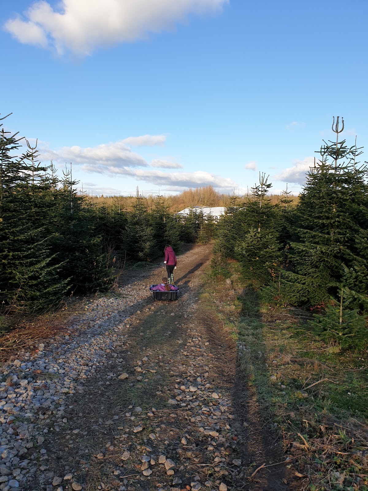 Ty Cerrig Christmas Tree Farm — photo 5