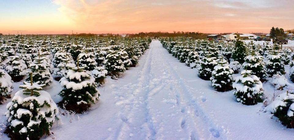 Welford Christmas Tree Farm — photo 4