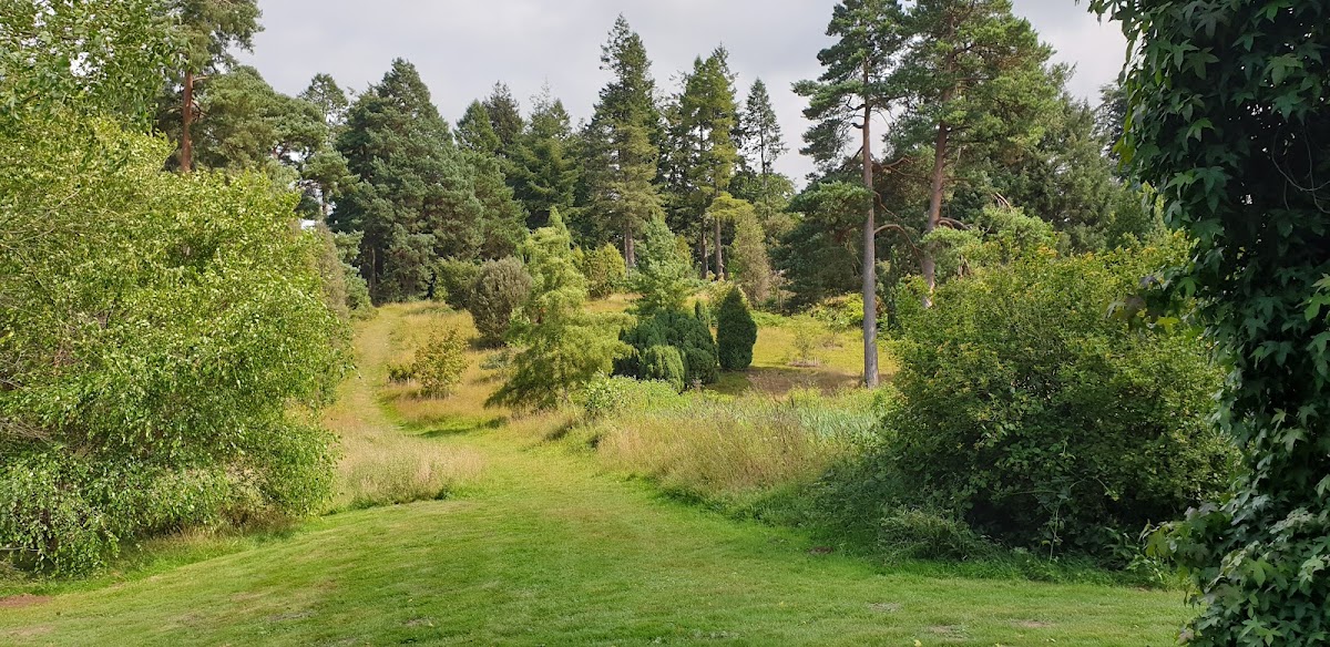 Christmas at Bedgebury — photo 2