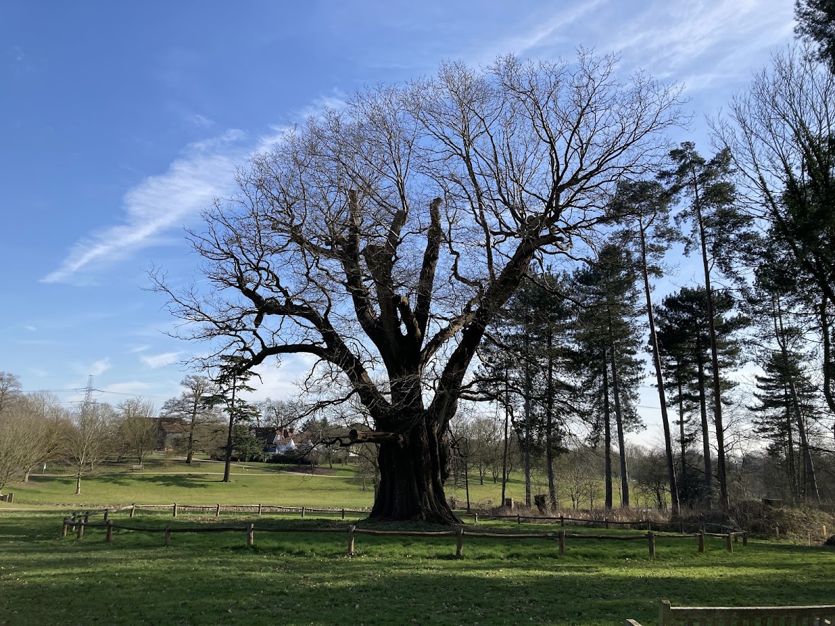 Enlightened Coggeshall (Marks Hall Estate) — photo 5