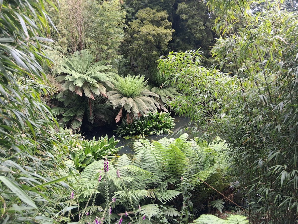 Heligan Night Garden — photo 2