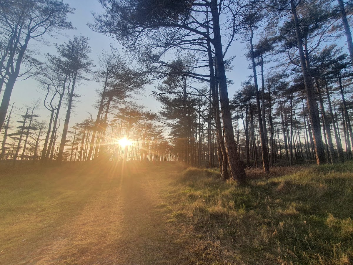 Pembrey Country Park Christmas Light Trail