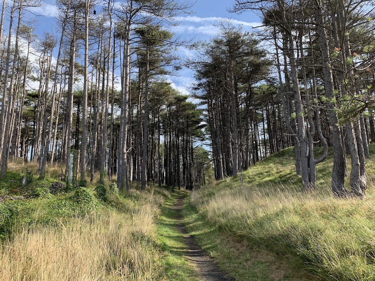 Pembrey Country Park Christmas Light Trail — photo 4